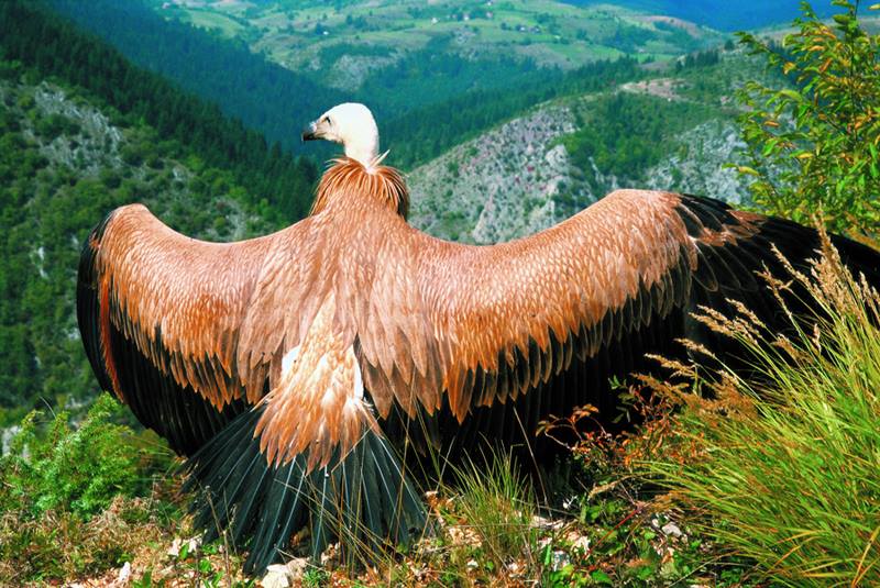 Beloglavi sup njegos