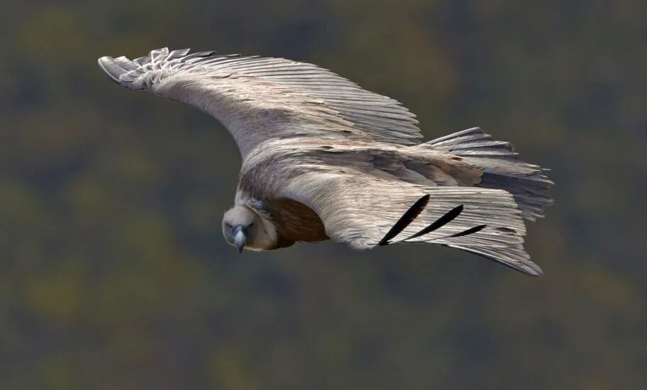 Internacionalni dan zaštite beloglavog supa u Sićevu u znaku povratka ovih grabljivaca na jugoistok Srbije 4 Beloglavi sup S Preradovic