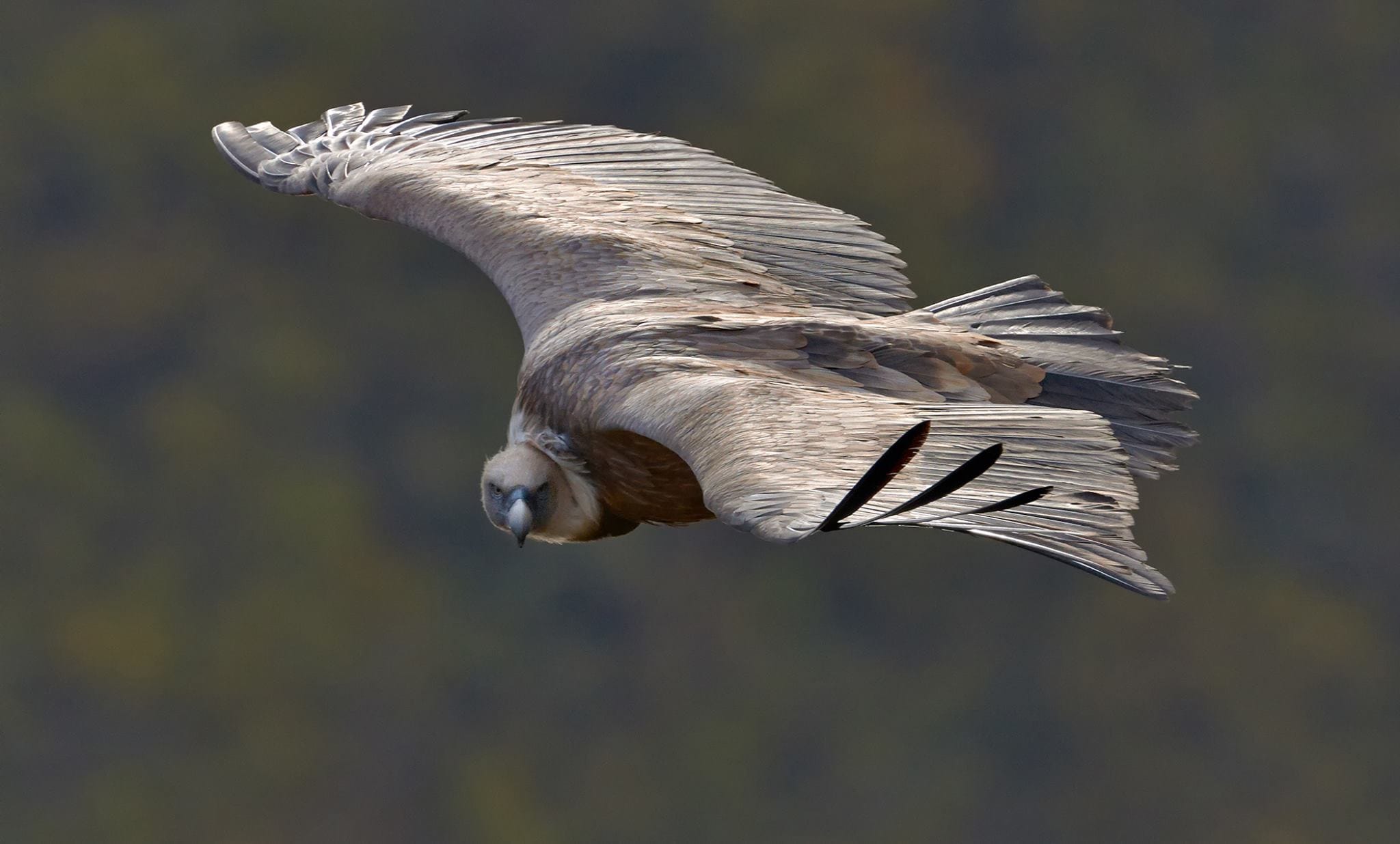 Internacionalni dan zaštite beloglavog supa u Sićevu u znaku povratka ovih grabljivaca na jugoistok Srbije 1 Beloglavi sup S Preradovic