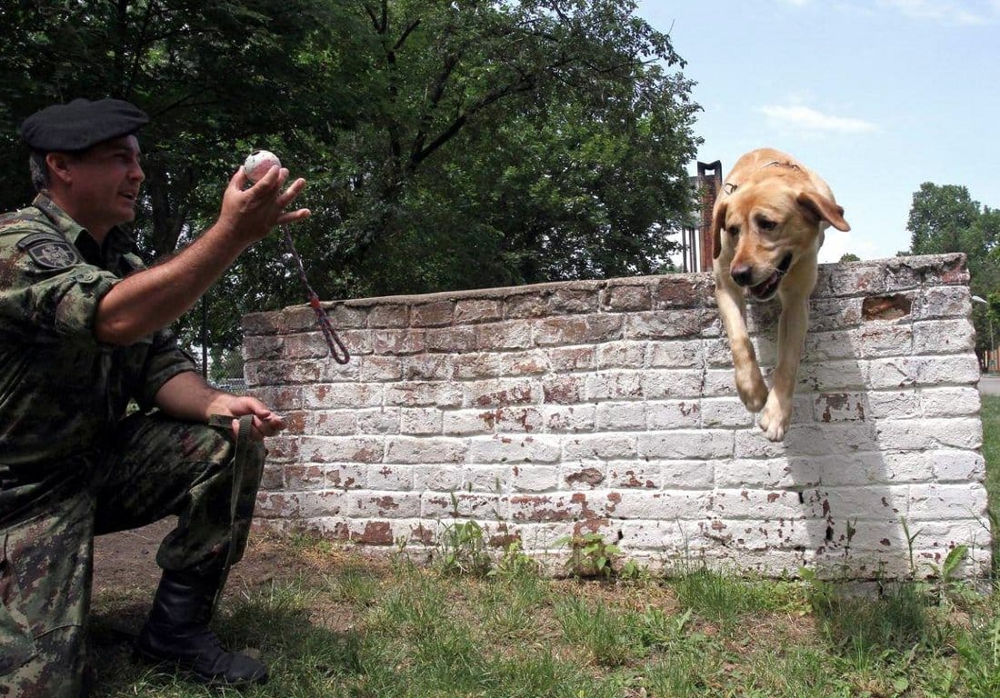 vojni psi labrador