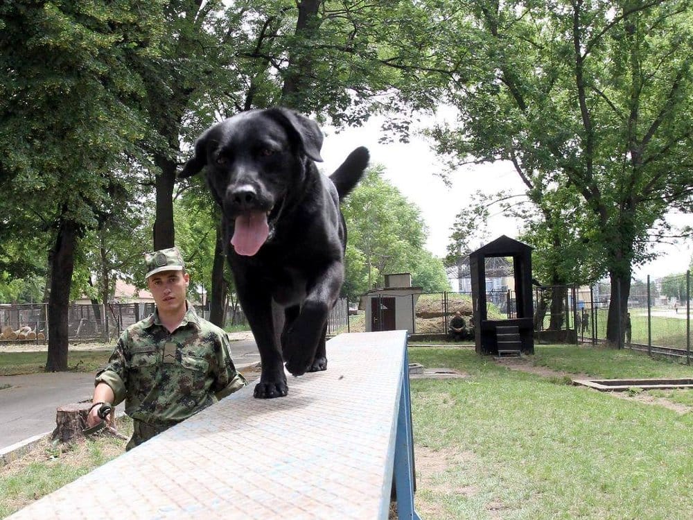 vozni penzionisani psi