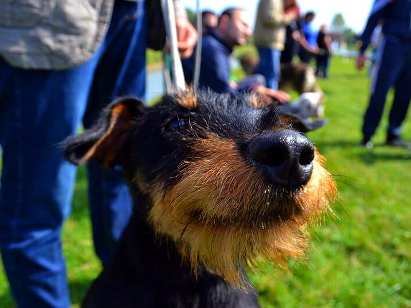 izlozba pasa ilustracija Kosta