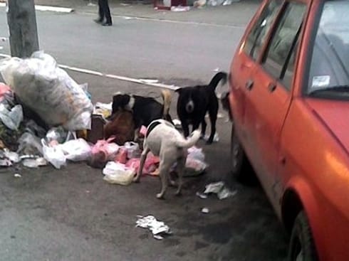 "Tvrdnja da prevozimo pse u Leskovac je apsurdna" 18 psi lutalice