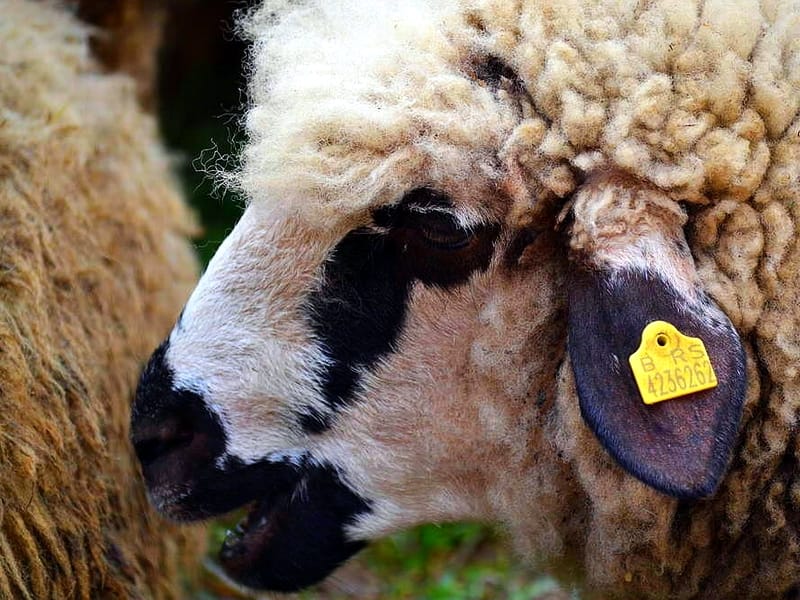 U Krupcu kod Pirota aprila prva "Jagnjijada" 6 jagnjad ovce ILUSTRACIJA Kosta