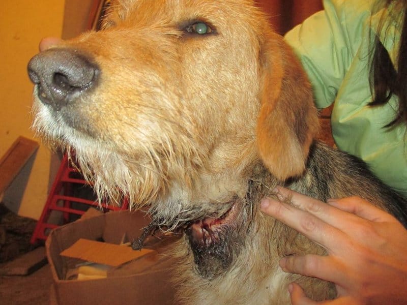 Posle zbrinjavanja zlostavljanog psa, pitaju ko je odgovoran 17 pas