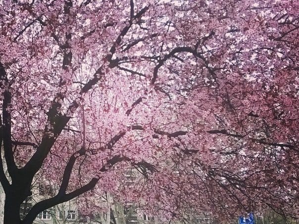 Foto-konkurs "Uhvati trešnjin cvet" 1 tresnja