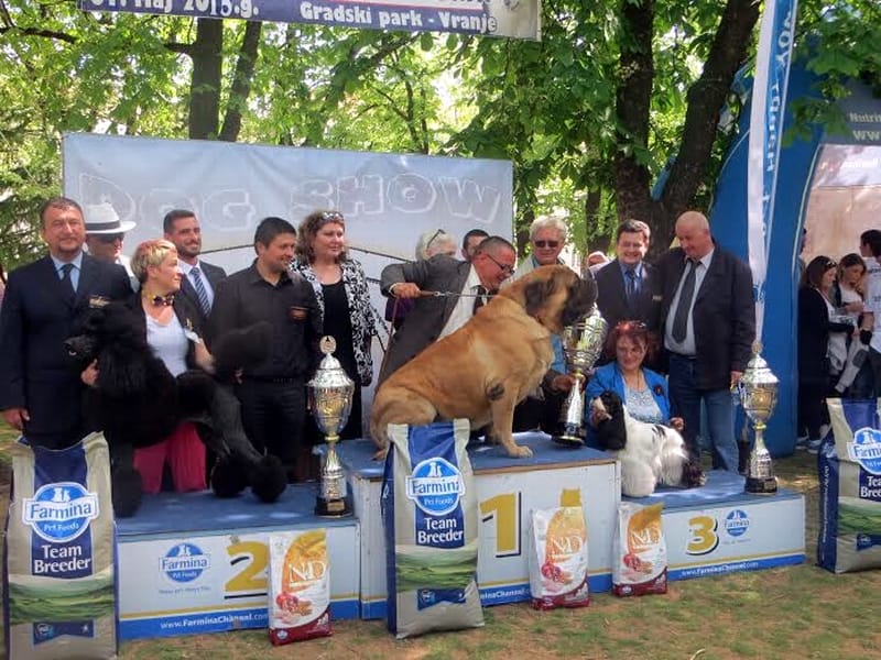 izlozba pasa vranje 3