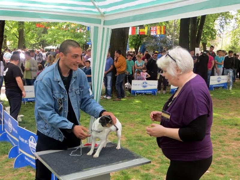 izlozba pasa vranje 1