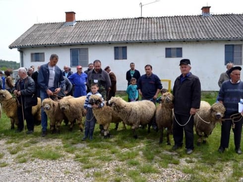 Tradicionalna izložba ovaca 7. maja u Svrljigu 5 490x370 DSC 0923