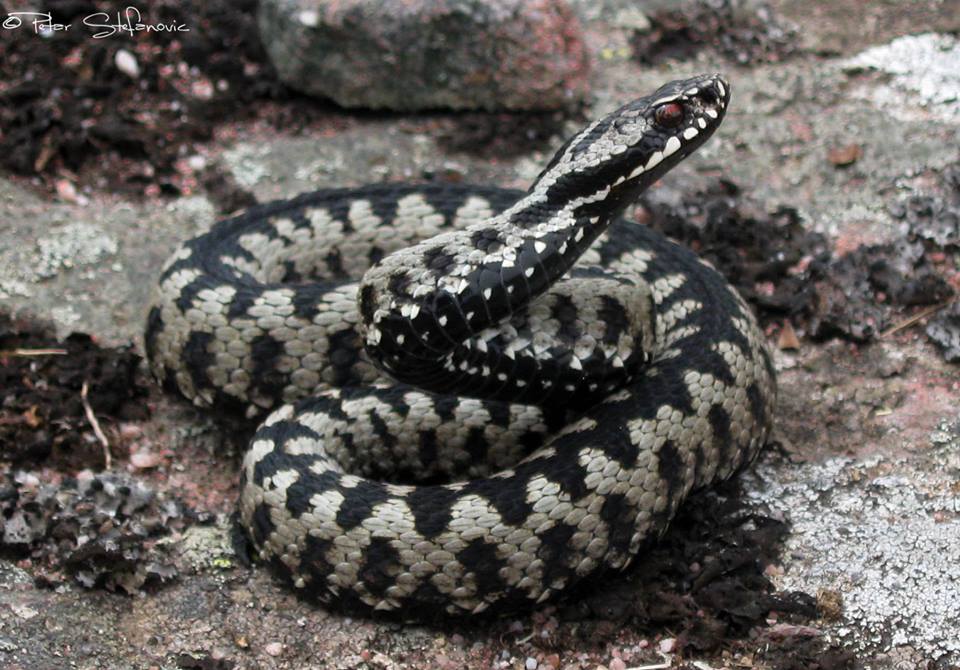 sarka Petar Stefanovic