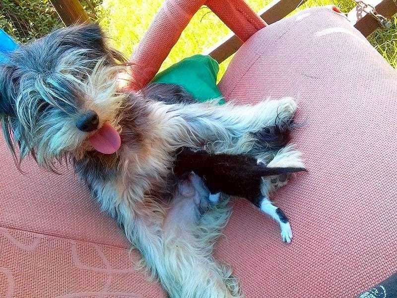 Foto-vest: kuja usvojila mače 5 svrljig