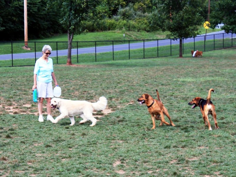 Park za pse u Nišu za 45 dana 15 park za pse flicker com montgomery county