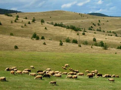 Funkcioneri sa juga neće u inostranstvo na odmor 17 ovce zlatibor vizijadanas