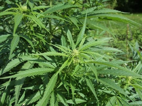 490x370 1024px Cannabis sativa plant 4