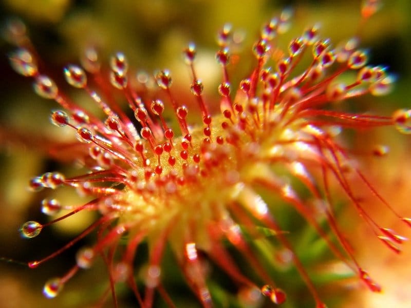 Drosera rotundifolia