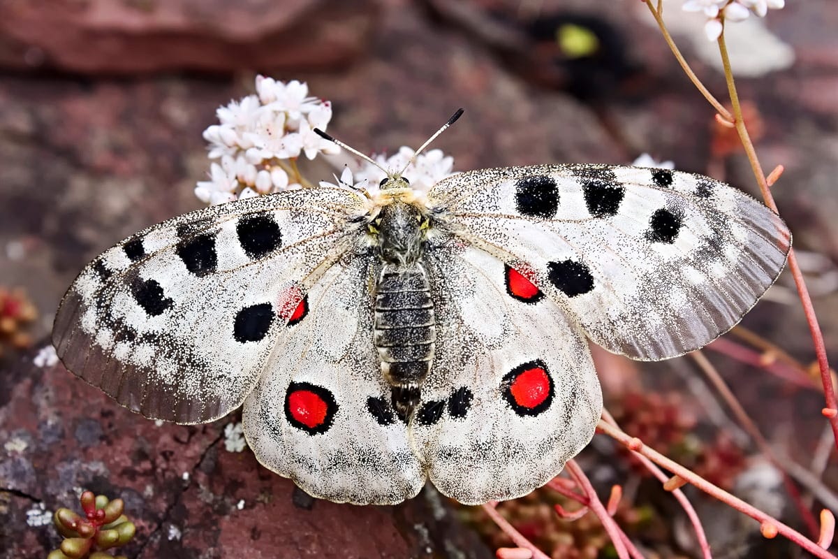 Parnassius apollo
