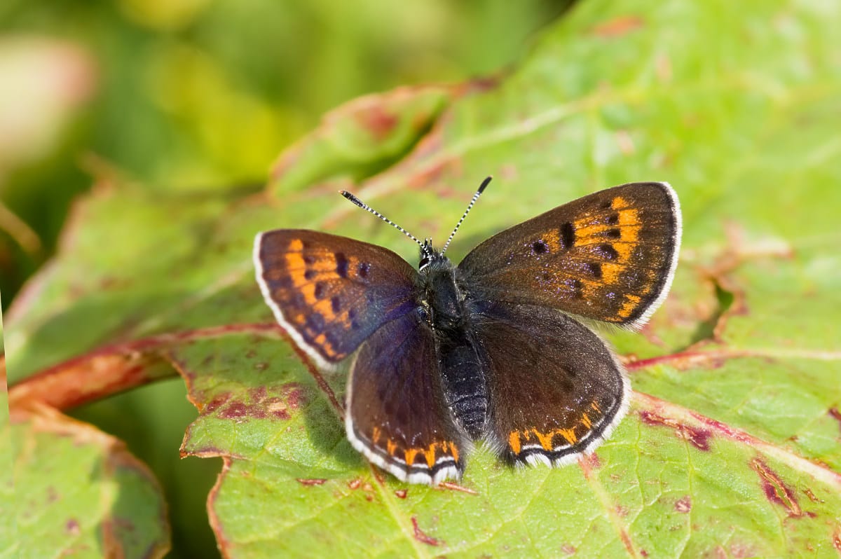Lycaena helle 2
