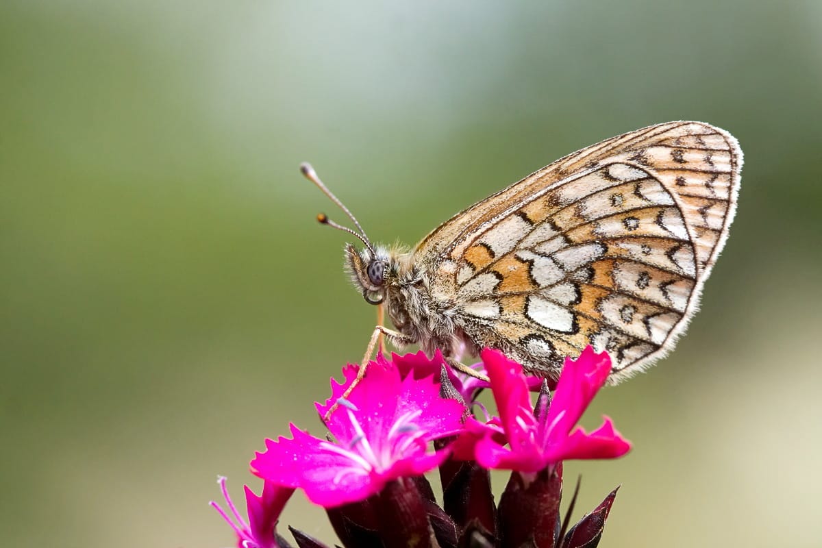 Boloria eunomia