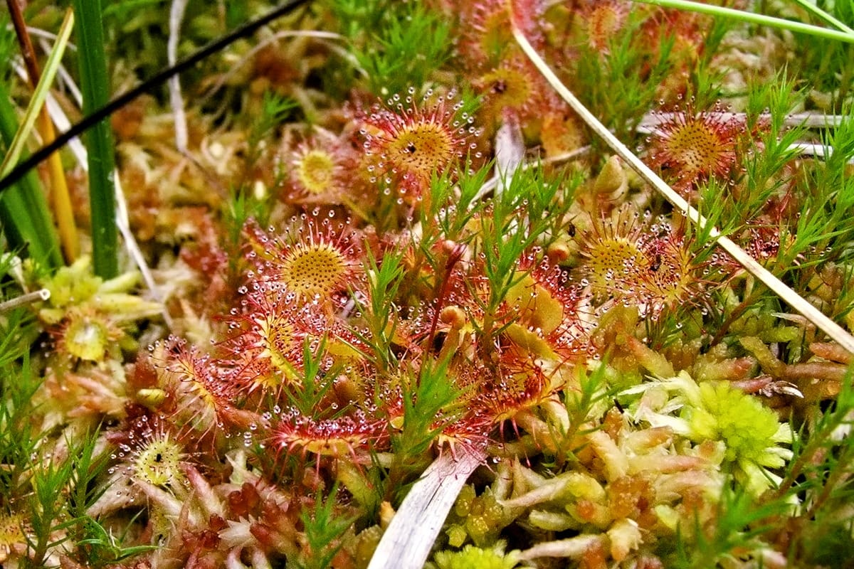 Drosera rotundifolia1