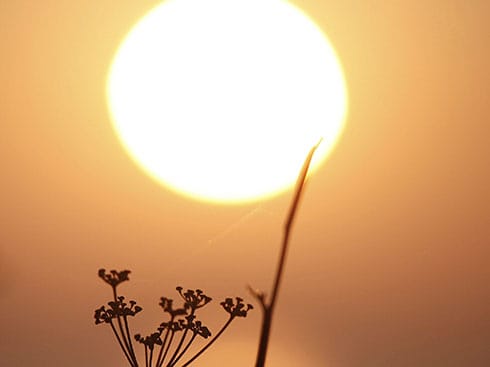 Vrucina jenny downing flickr