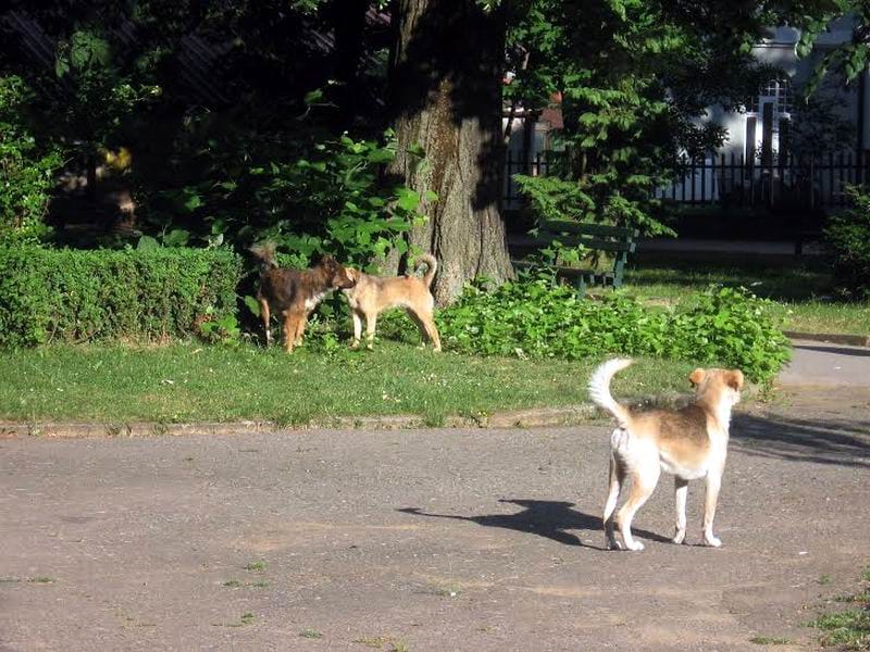 Apel ljudima za pomoć životinjama u vrelim danima 16 napusteni psi
