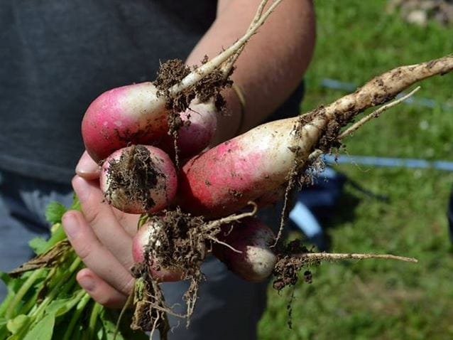 Spring in Toponica 1