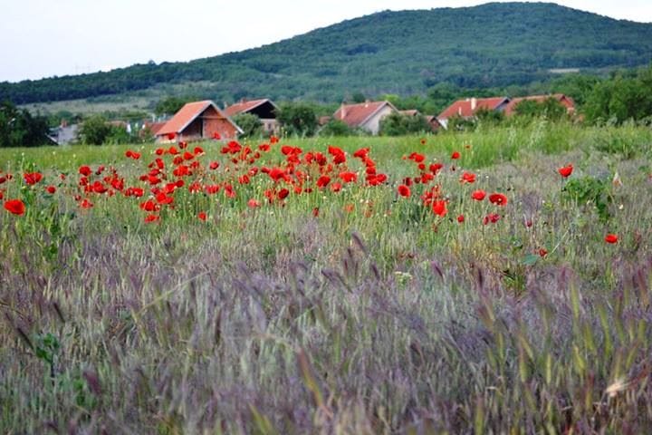 Spring in Toponica 3
