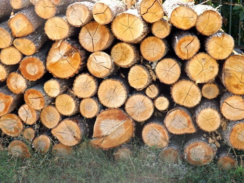 Ogrevno drvo ilustracija Kosta