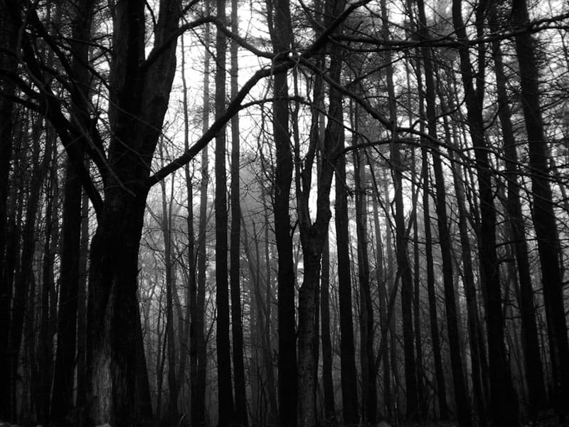 Telo drvoseče pronađeno u šumi 12 suma Craig Cloutier