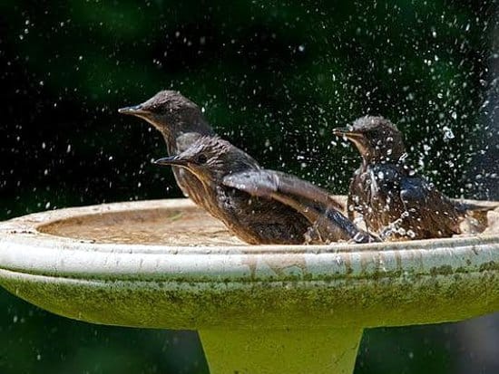 Pojilišta za spas ptica u tropskim danima 3 ptice vrucina