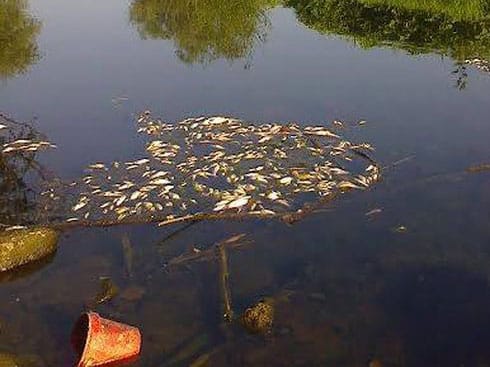 pomor riba u jablanici