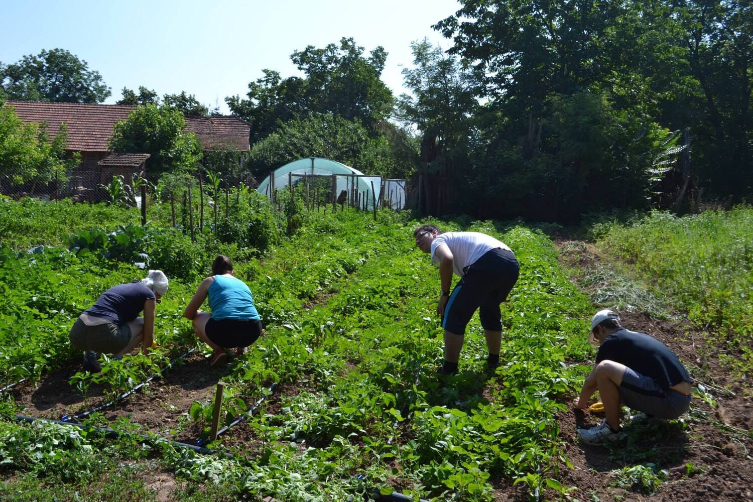organska basta Kobra