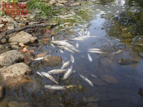 490x370 pomor ribe toplica