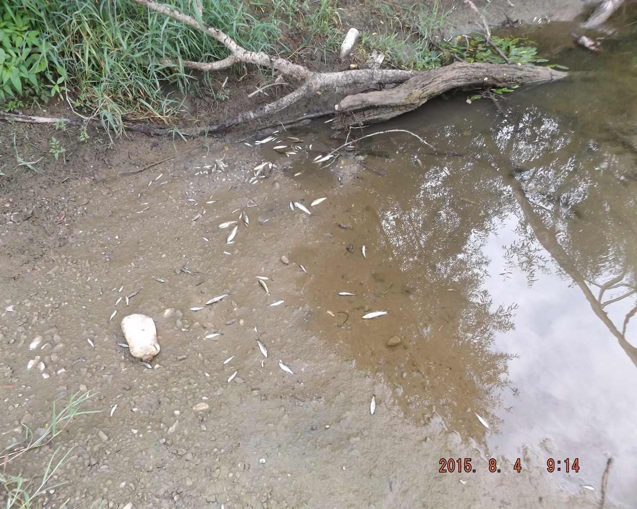 riba ugunuce tesica2