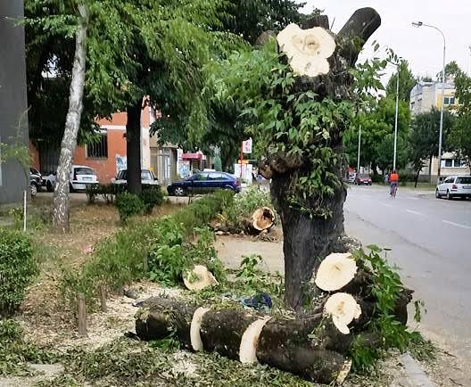 Posečena stabla danima u Radničkoj ulici 1 Platani 1