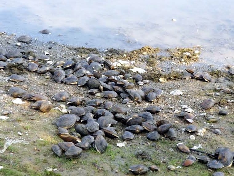 Više od tone uginulih školjki na Bovanskom jezeru 19 skoljke Bovan