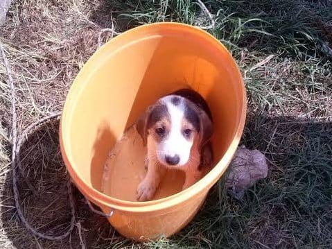 Komšije se udružile i spasile štene iz šahte 10 pas