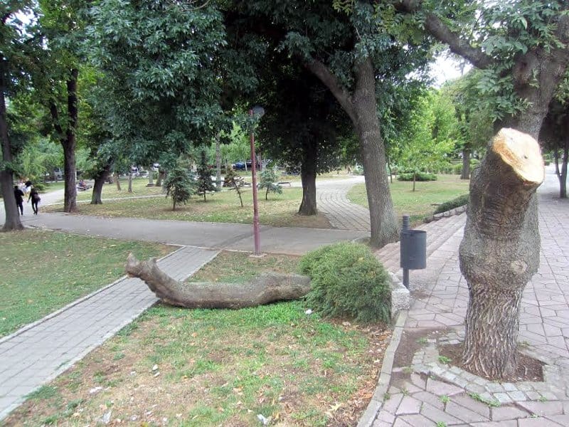 Foto-vest: Nema goriva za odvoženje debla sa keja 18 deblo kej