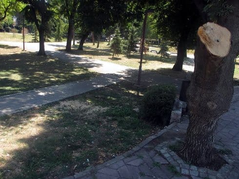 Foto-vest: Uklonjeno deblo sa niškog keja 5 stablo uklonjeno