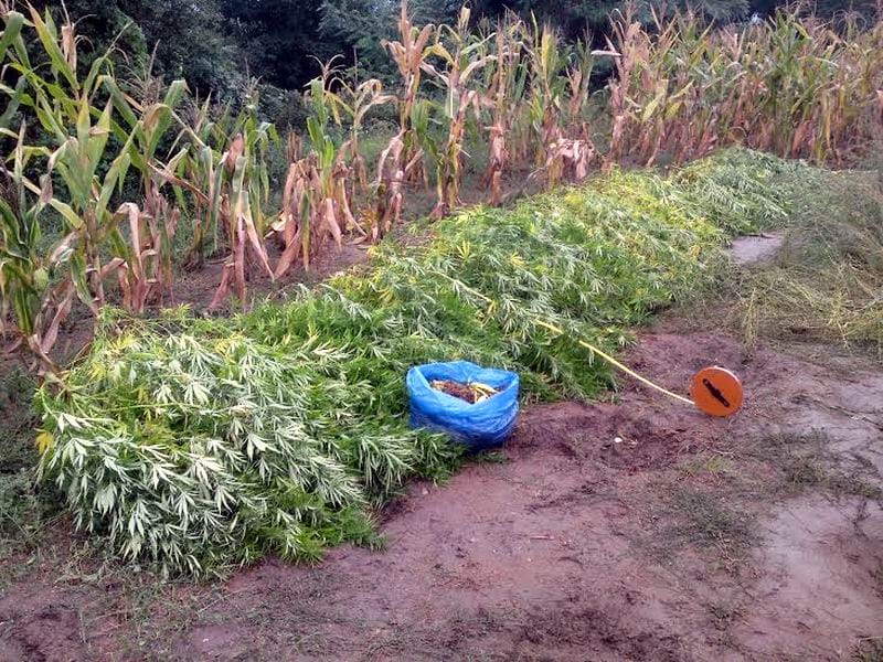 marihuana veliki trnovac