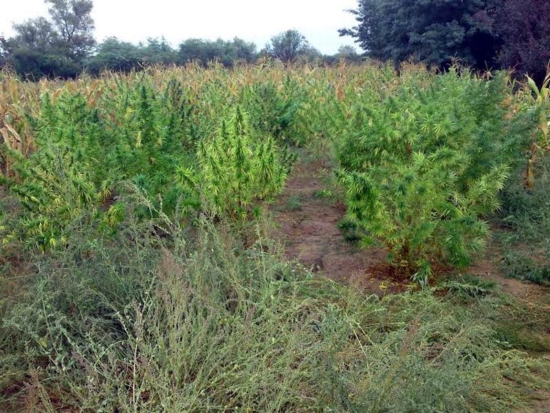 njiva marihuane kod bujanovca