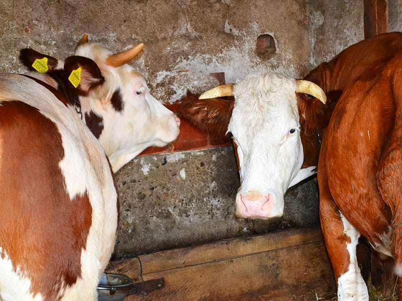 Prva izložba krava u subotu u Levosoju 2 krave goveda Ilustracija Kosta