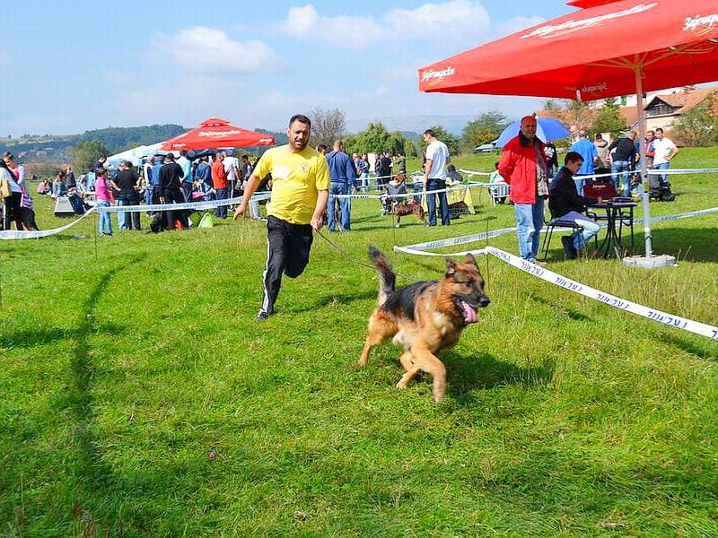 Izlozba pasa Svrljig 2014 Kosta