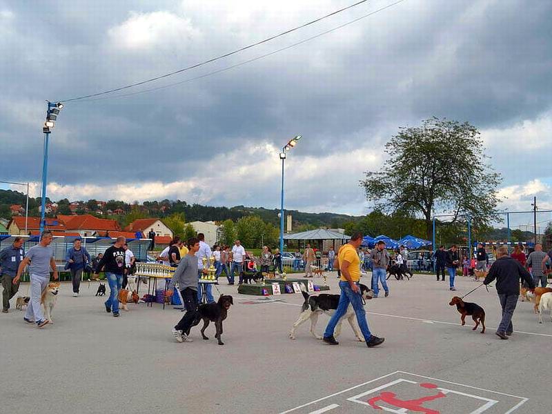 Izlozba pasa svrljig Kosta