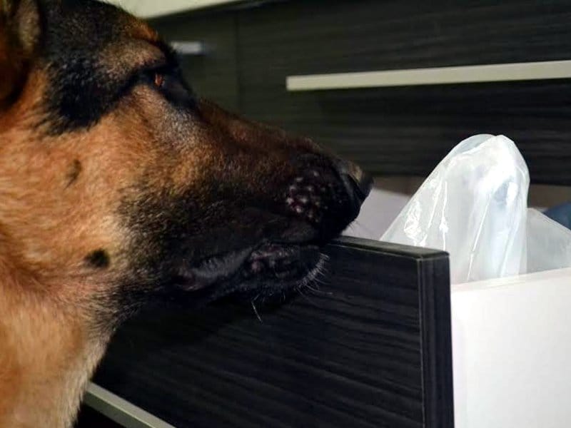 U Nišu nema pasa obučenih za traženje droge 5 pas