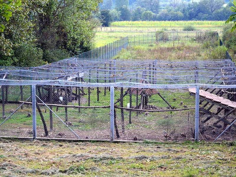 odgoj fazana Lovackog udruzenja