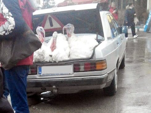 Foto-vest: Ćurke u gepeku 12 curke