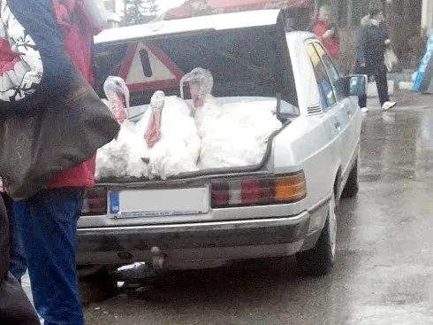 Foto-vest: Ćurke u gepeku 17 curke