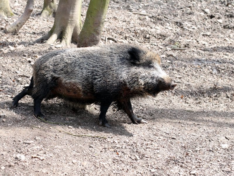divlja svinja flickr
