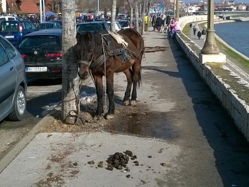 Foto-vest: Centar Niša u subotu kao Divlji zapad 9 konjce